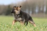 BERGER ALLEMAND 1122